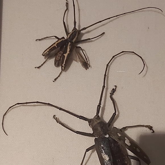 Framed Real Insect Display In Gray Shadow Box 8"x6" - Picture 2 of 2